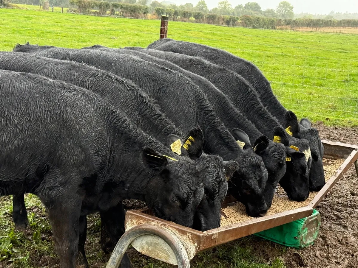 6 SUPER ABERDEEN ANGUS HEIFERS ( AI BRED) - Image 2