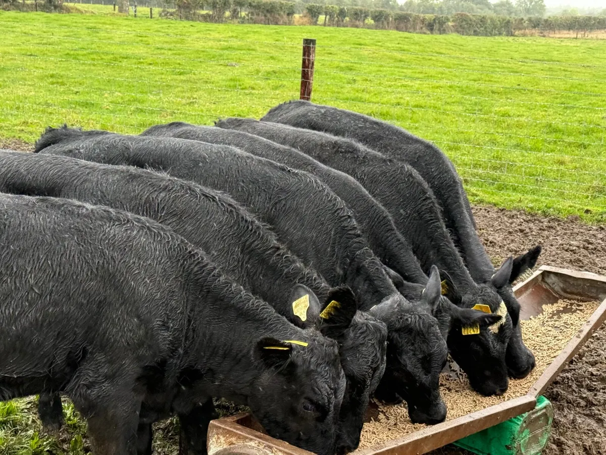 6 SUPER ABERDEEN ANGUS HEIFERS ( AI BRED) - Image 3
