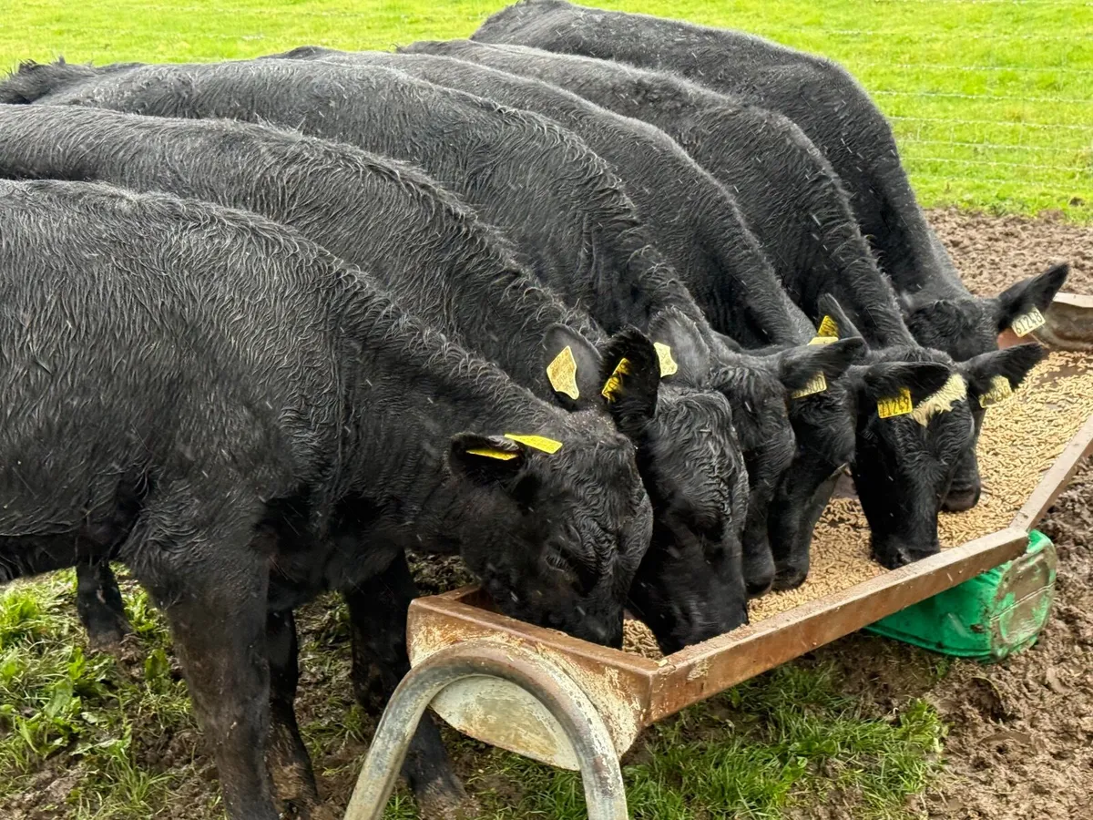 6 SUPER ABERDEEN ANGUS HEIFERS ( AI BRED) - Image 4
