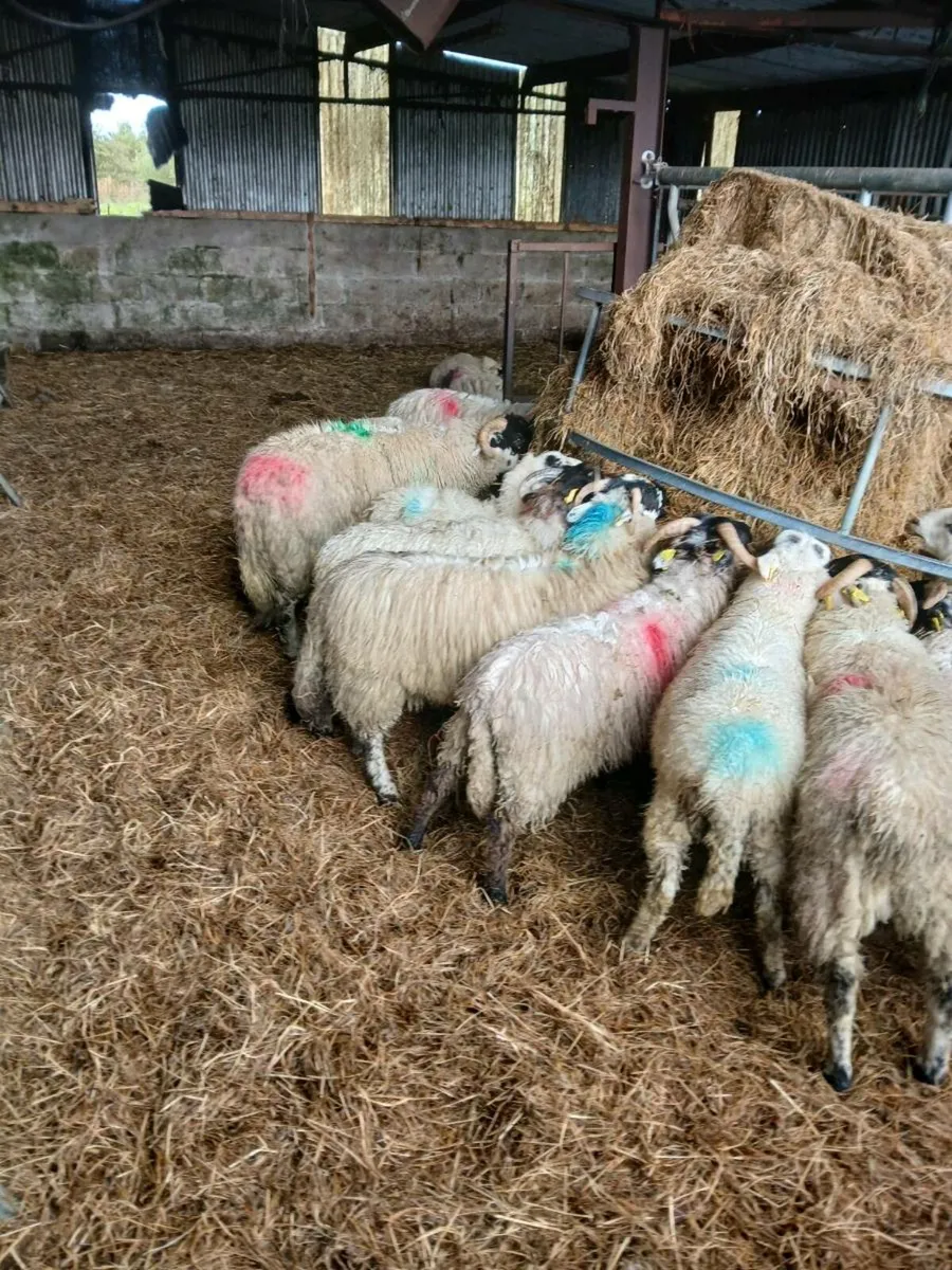 Store lambs mixed of ewe and ram lambs - Image 2