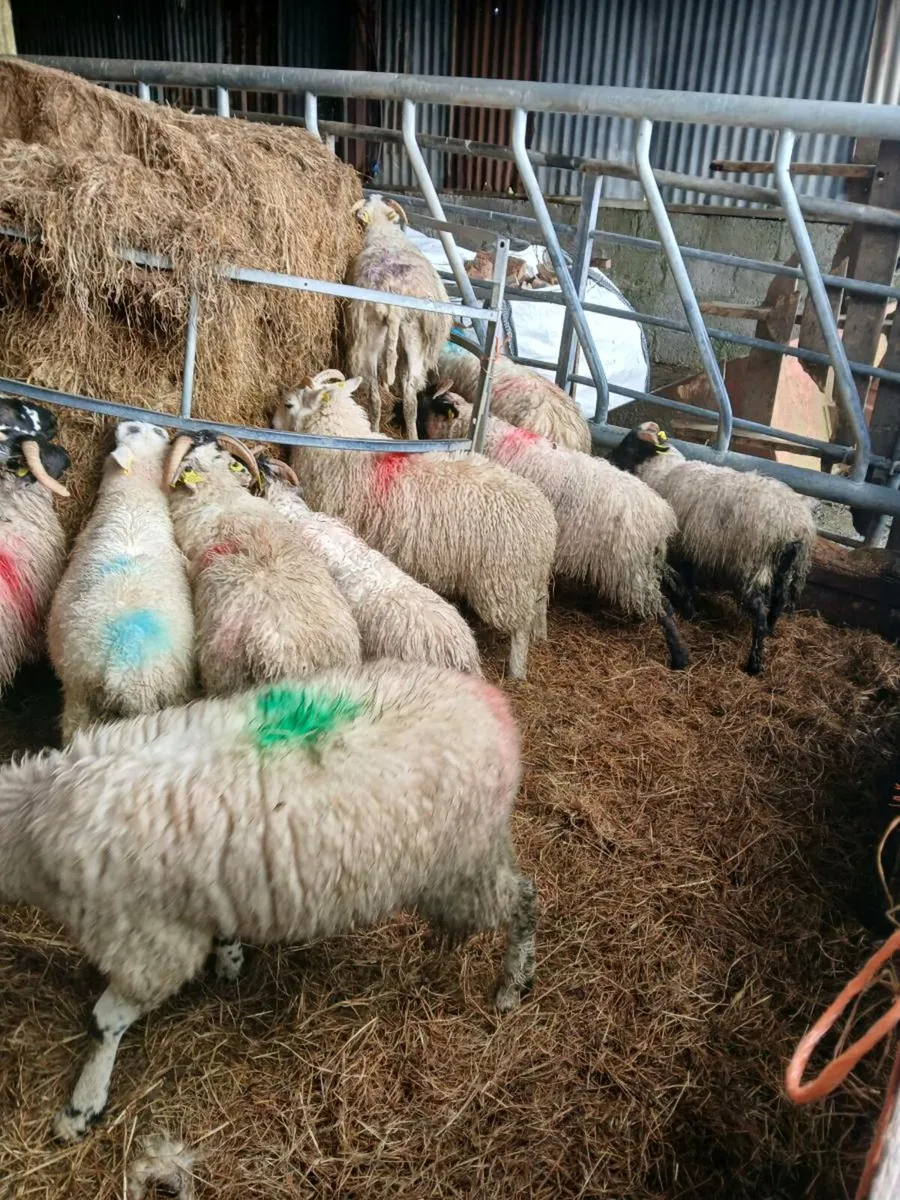 Store lambs mixed of ewe and ram lambs - Image 3
