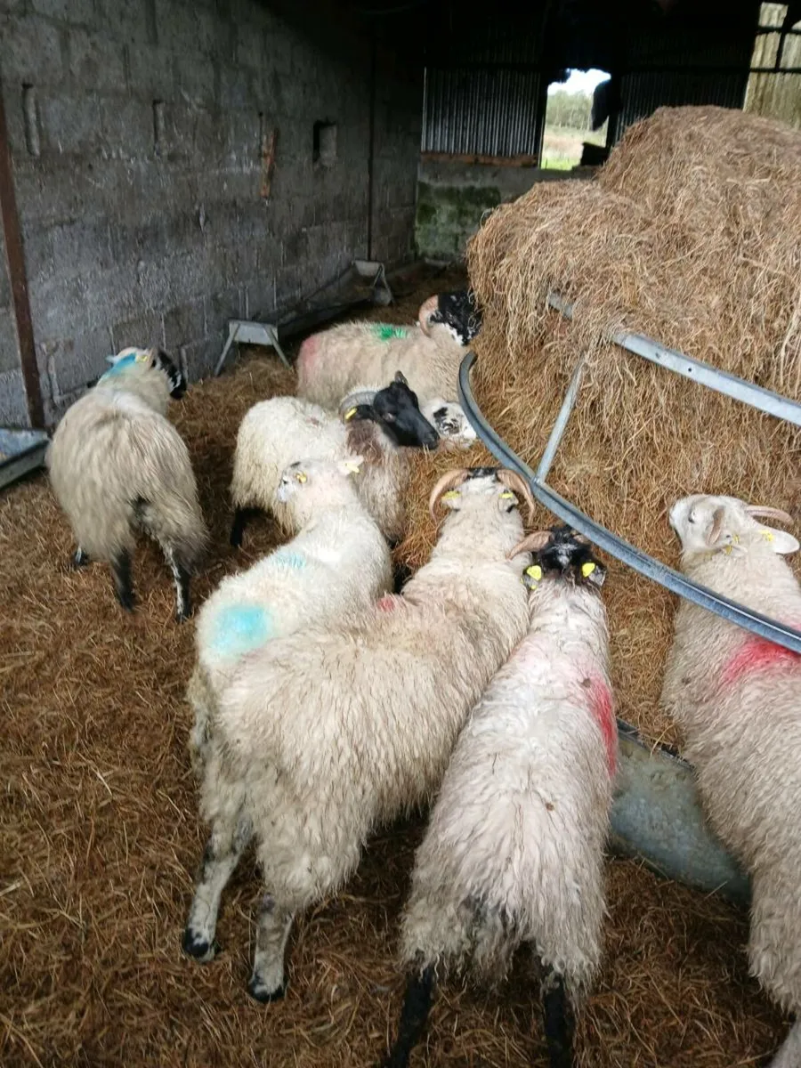 Store lambs mixed of ewe and ram lambs - Image 4