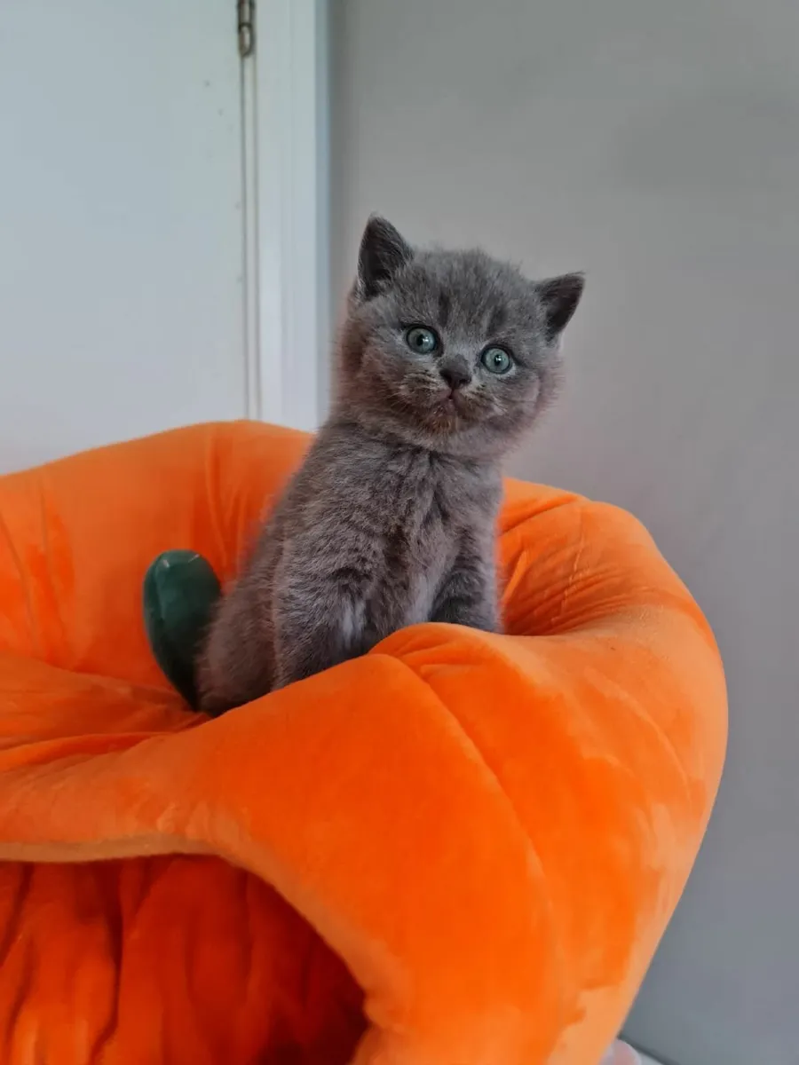 British Shorthair kittens - Image 2