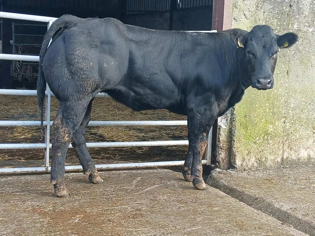 🌟 Super Blue Heifer 🌟 - Image 2