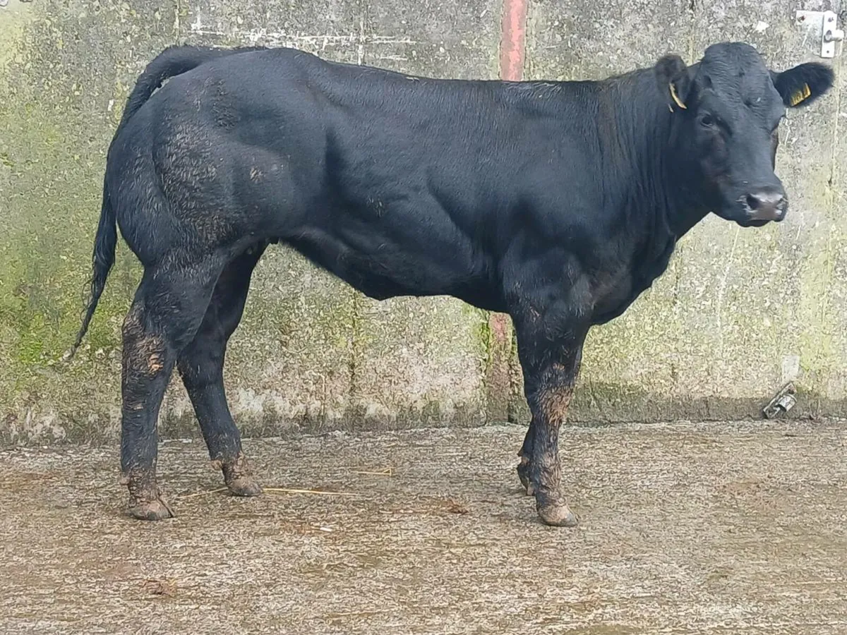 🌟 Super Blue Heifer 🌟 - Image 3