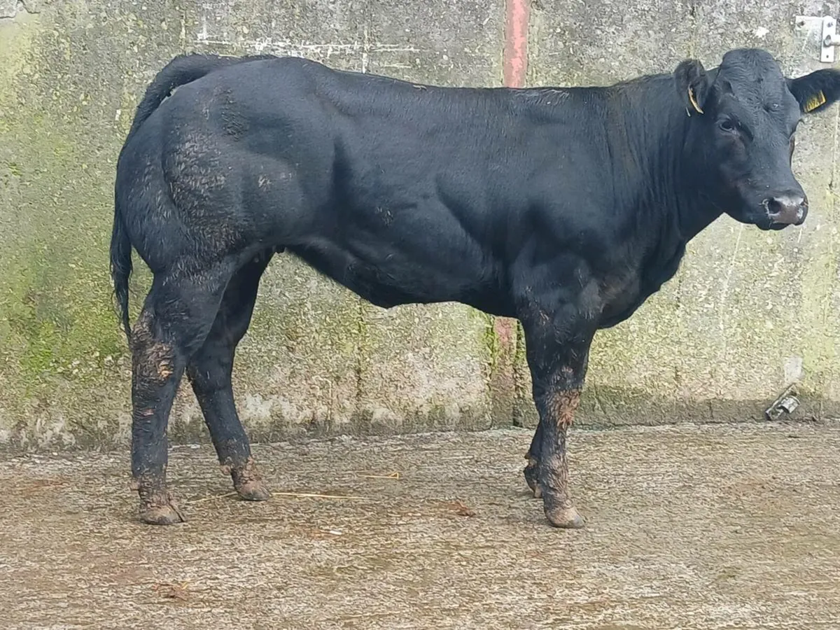 🌟 Super Blue Heifer 🌟 - Image 1