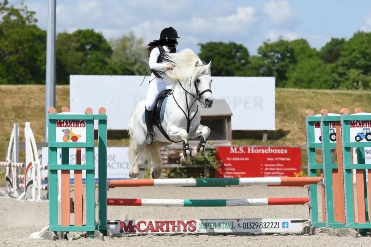 Class 1 Con stallion by Temperbready fear bui - Image 1