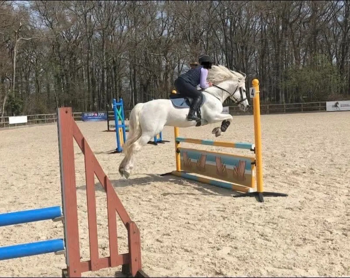 Class 1 Con stallion by Temperbready fear bui - Image 3