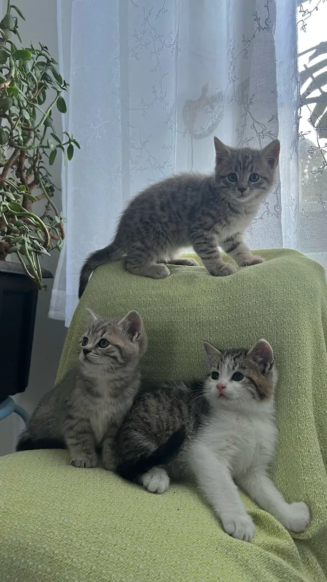 Kittens - Image 1
