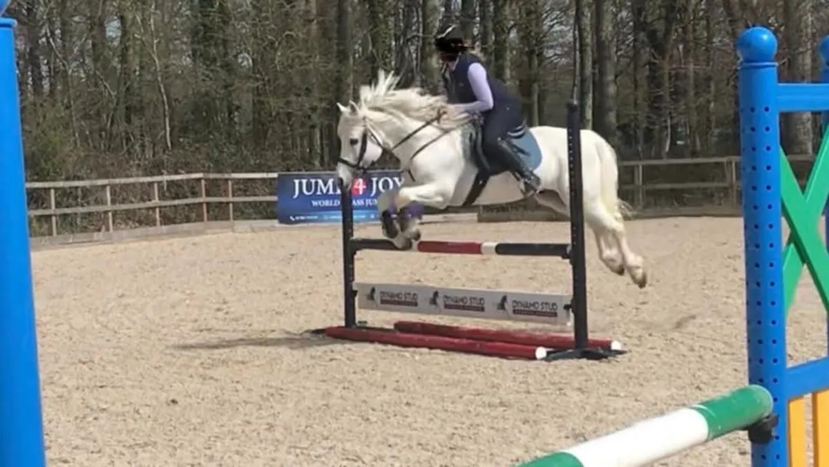 Class 1 Con stallion by Temperbready fear bui - Image 4