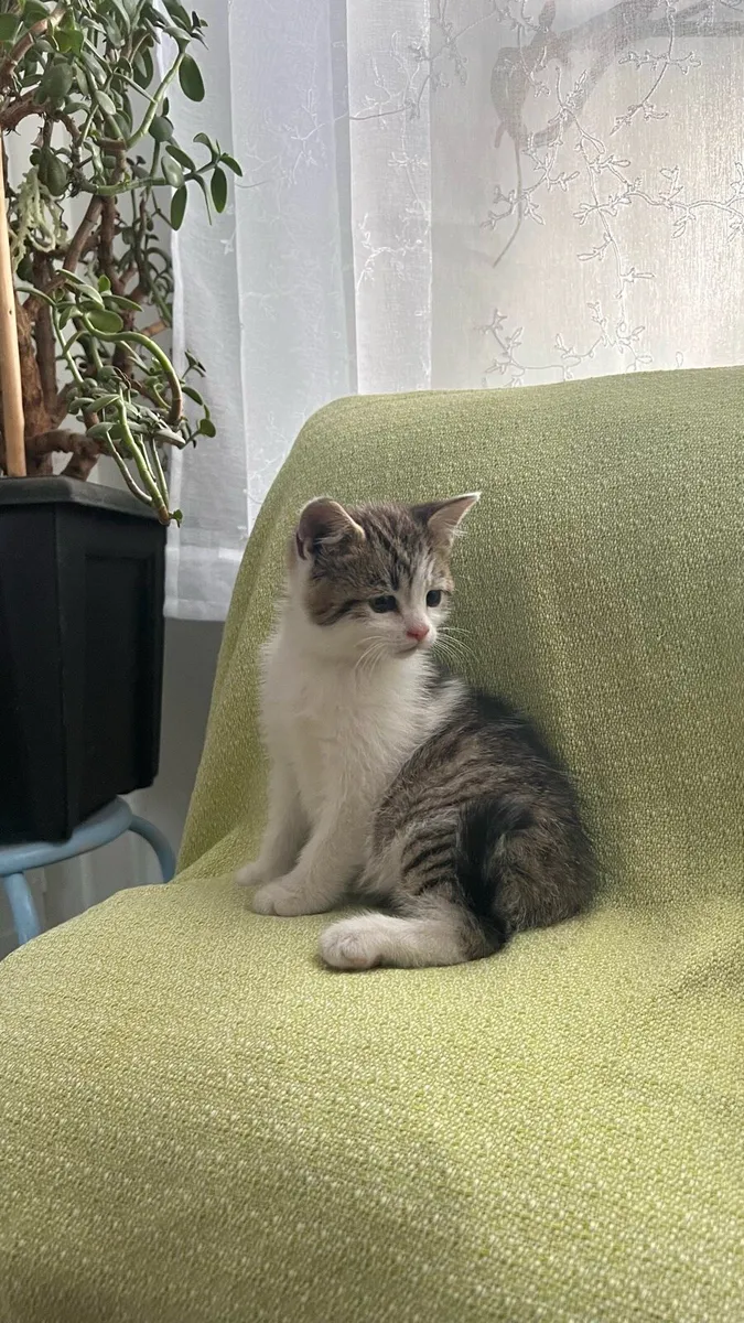 Kittens - Image 2