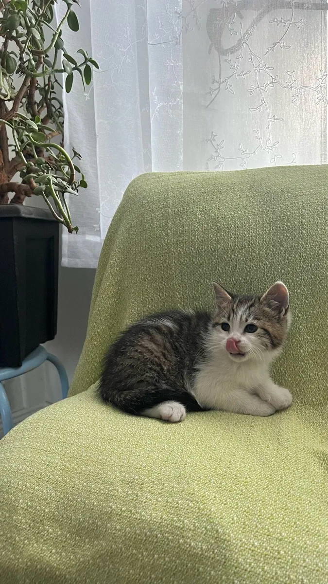 Kittens - Image 3