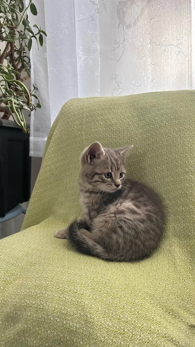 Kittens - Image 4