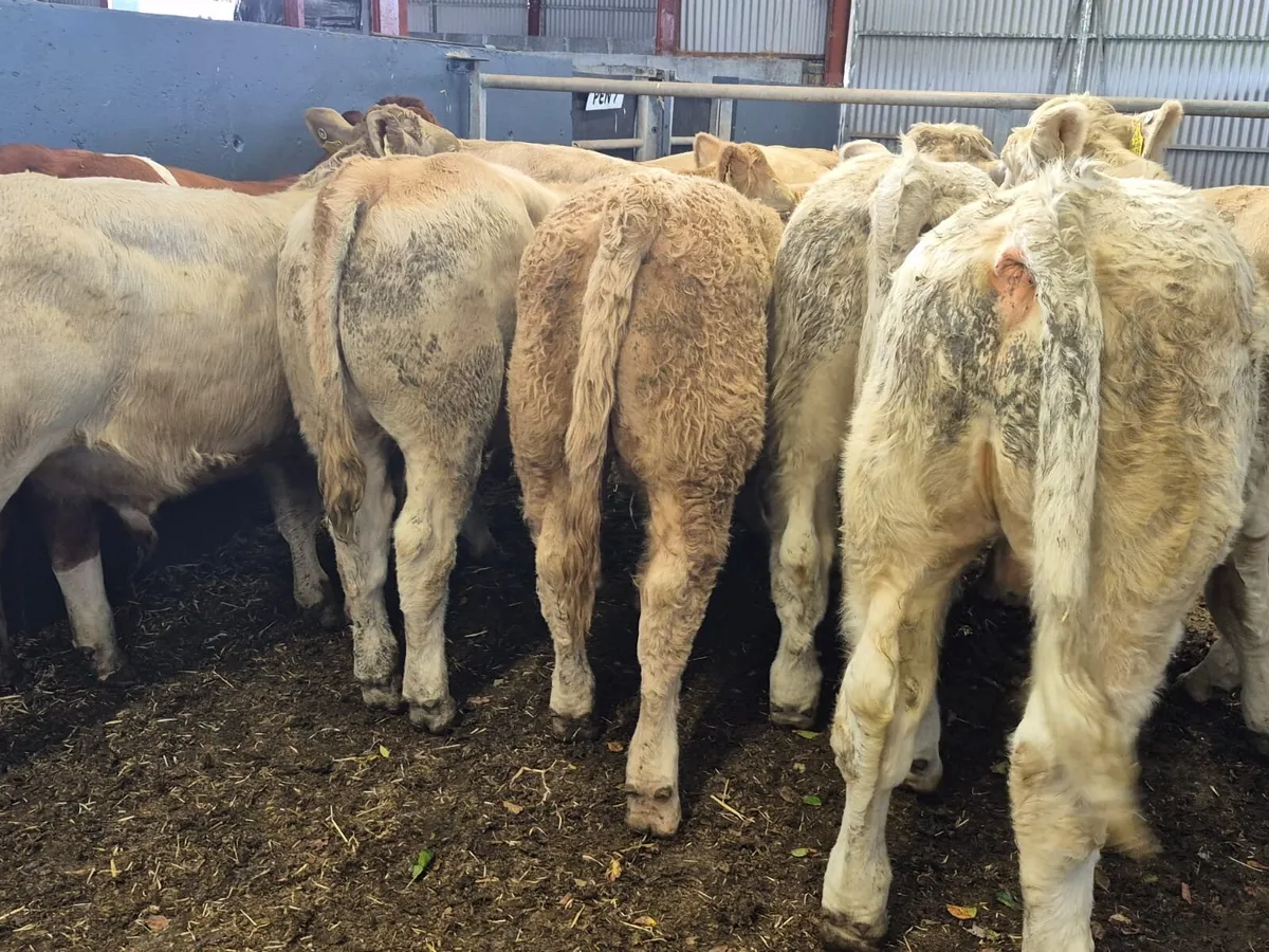 14 Super Bull Weanlings - Image 2