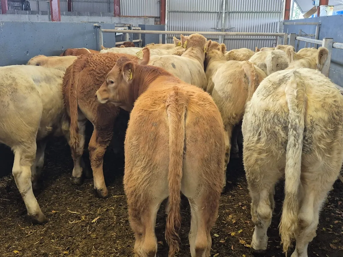 14 Super Bull Weanlings - Image 3