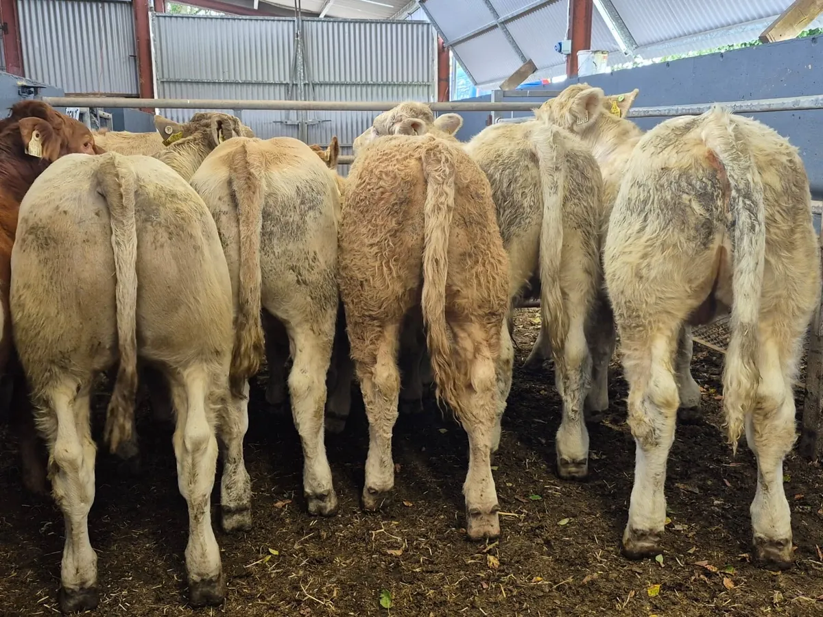 14 Super Bull Weanlings - Image 1