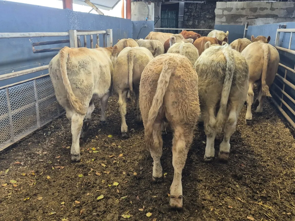 14 Super Bull Weanlings - Image 4