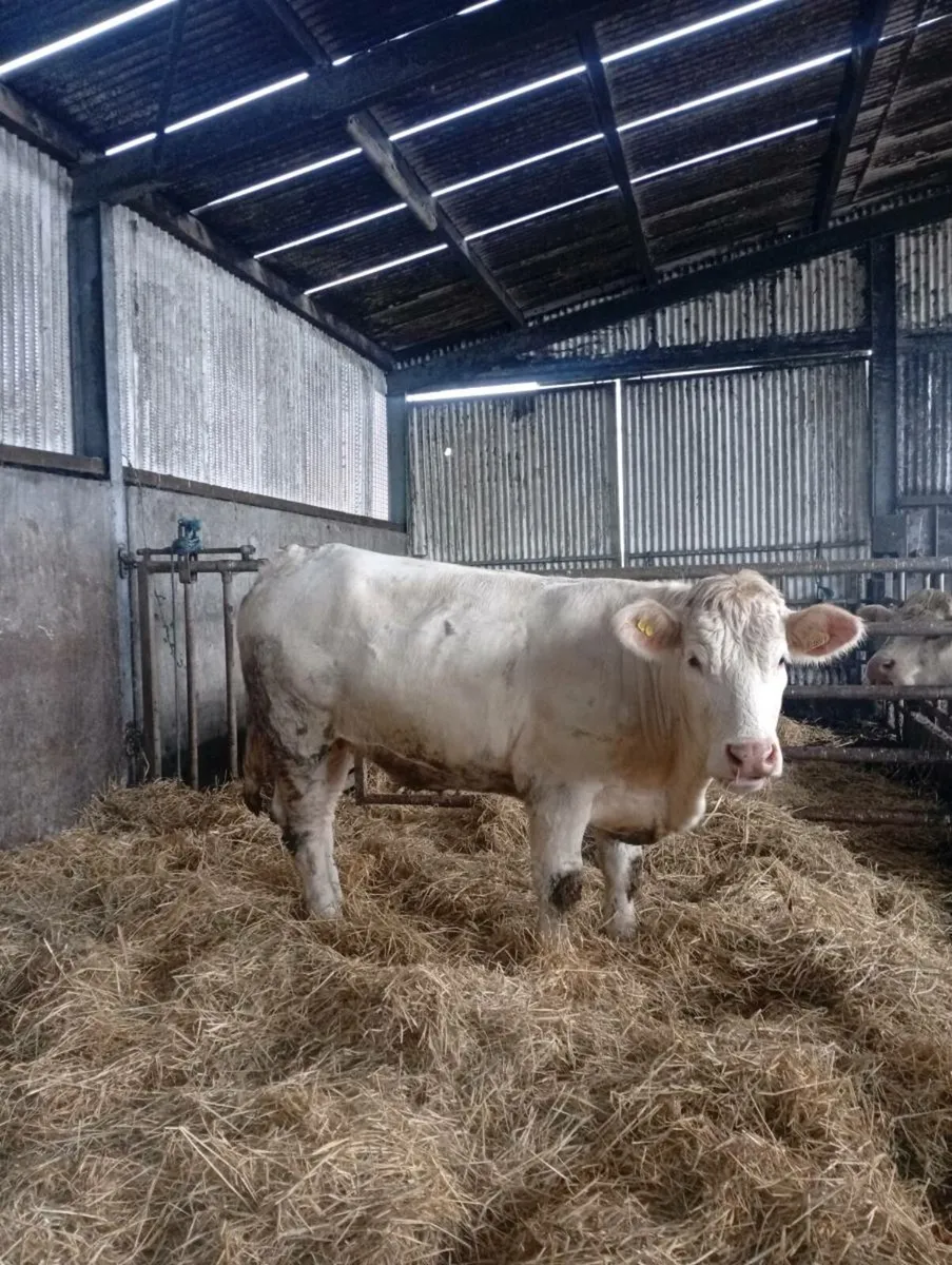 🔥 Scardaune Charolais - Image 1