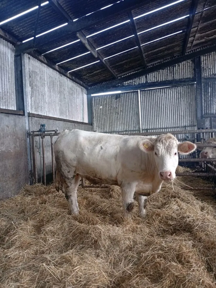 🔥 Scardaune Charolais - Image 2