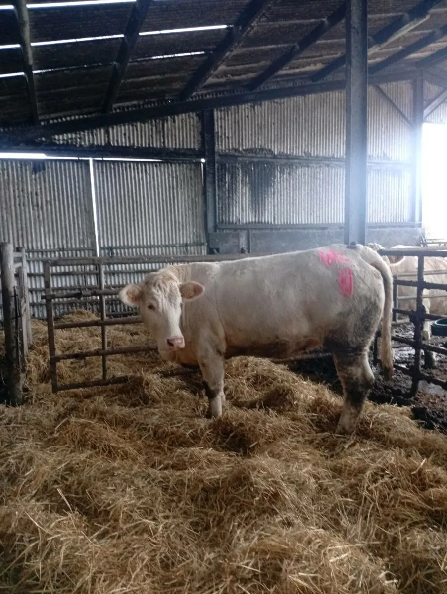 🔥 Scardaune Charolais - Image 3