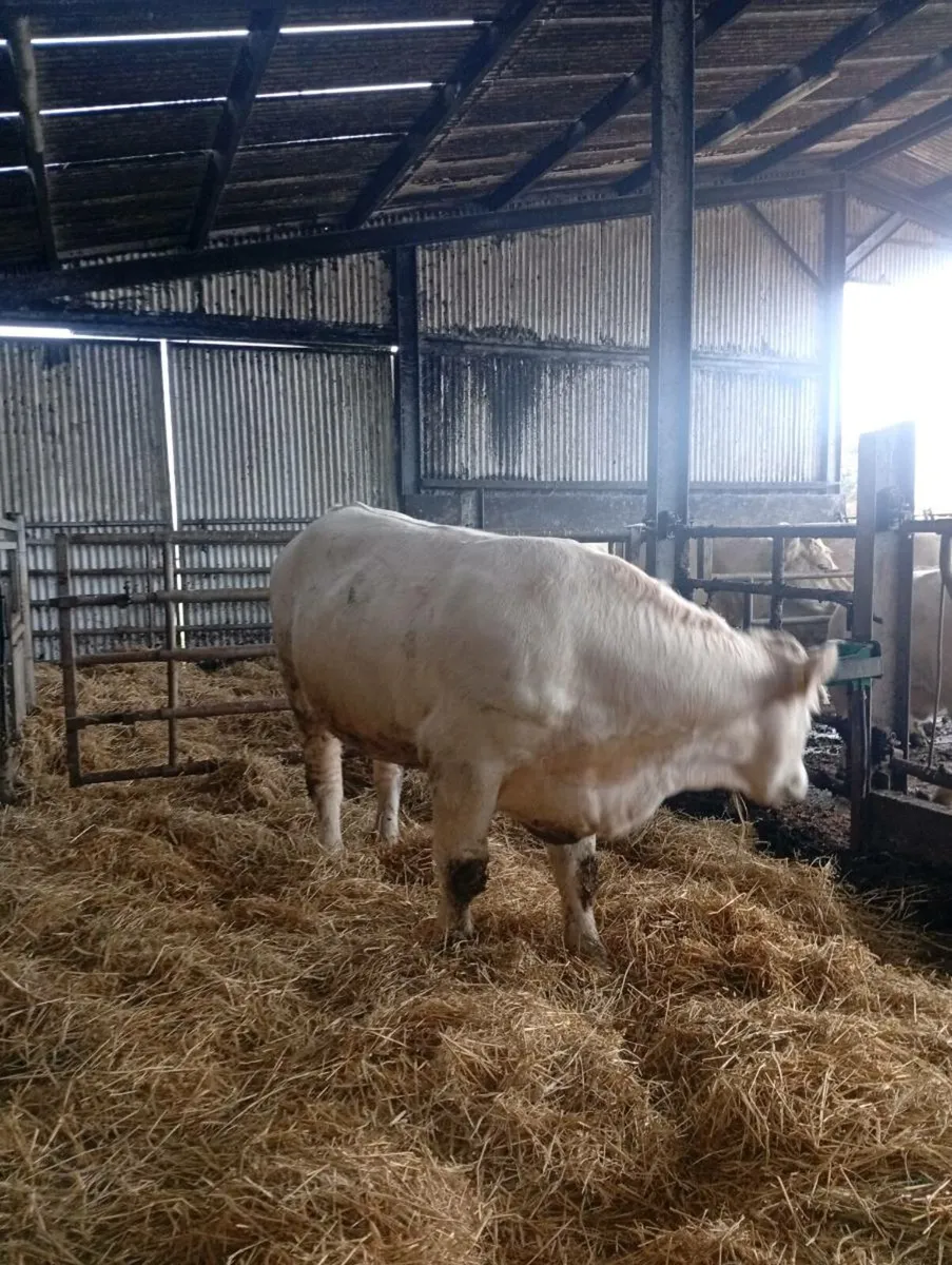 🔥 Scardaune Charolais - Image 4