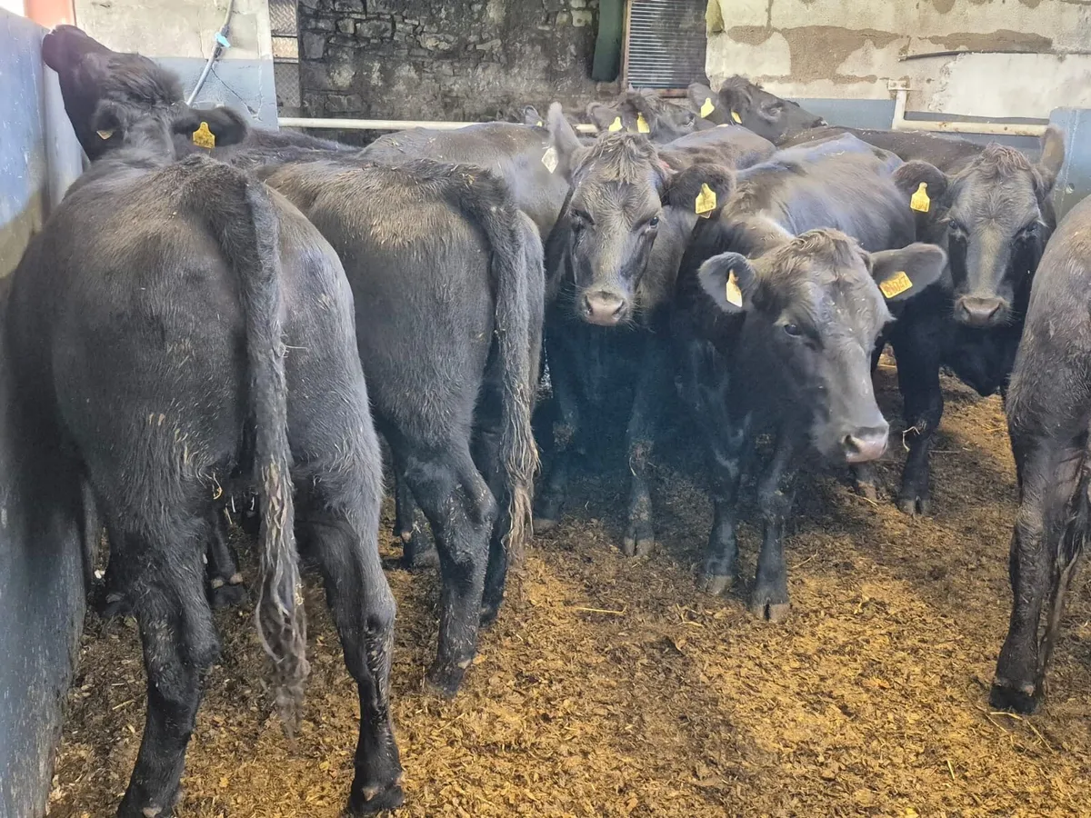12 Angus Heifers 370kgs - Image 2