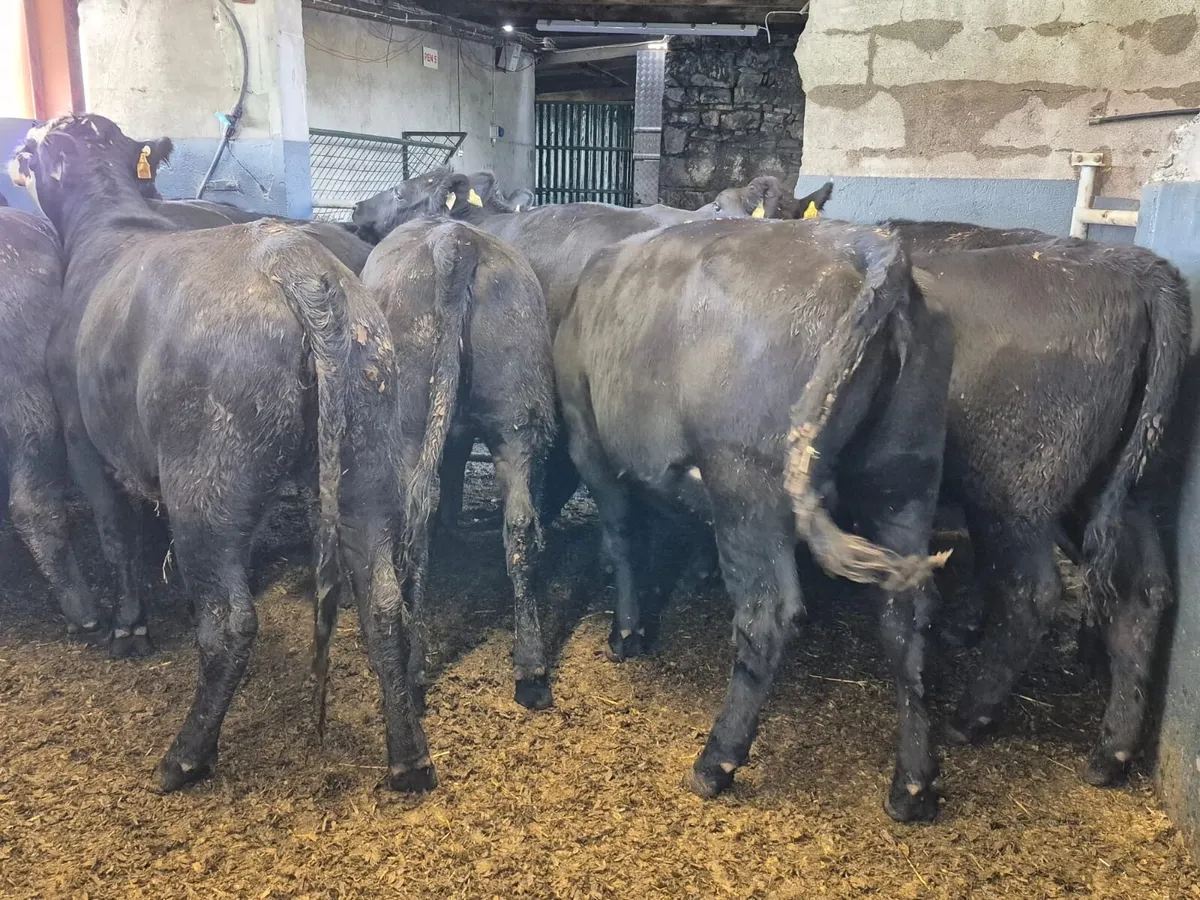 12 Angus Heifers 370kgs - Image 3