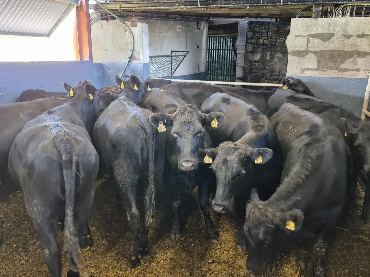12 Angus Heifers 370kgs - Image 1
