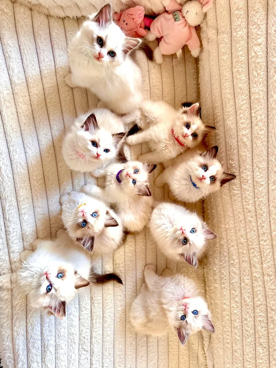 Exclusive Ragdoll Kittens | TICA Registered - Image 1