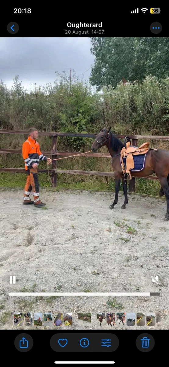 Horse - Image 4