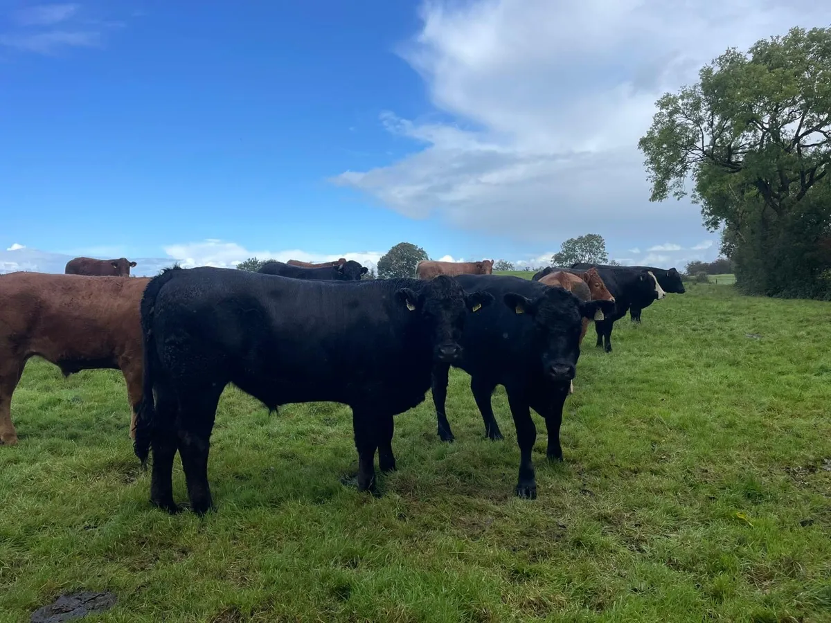 Organic Bullocks - Image 2