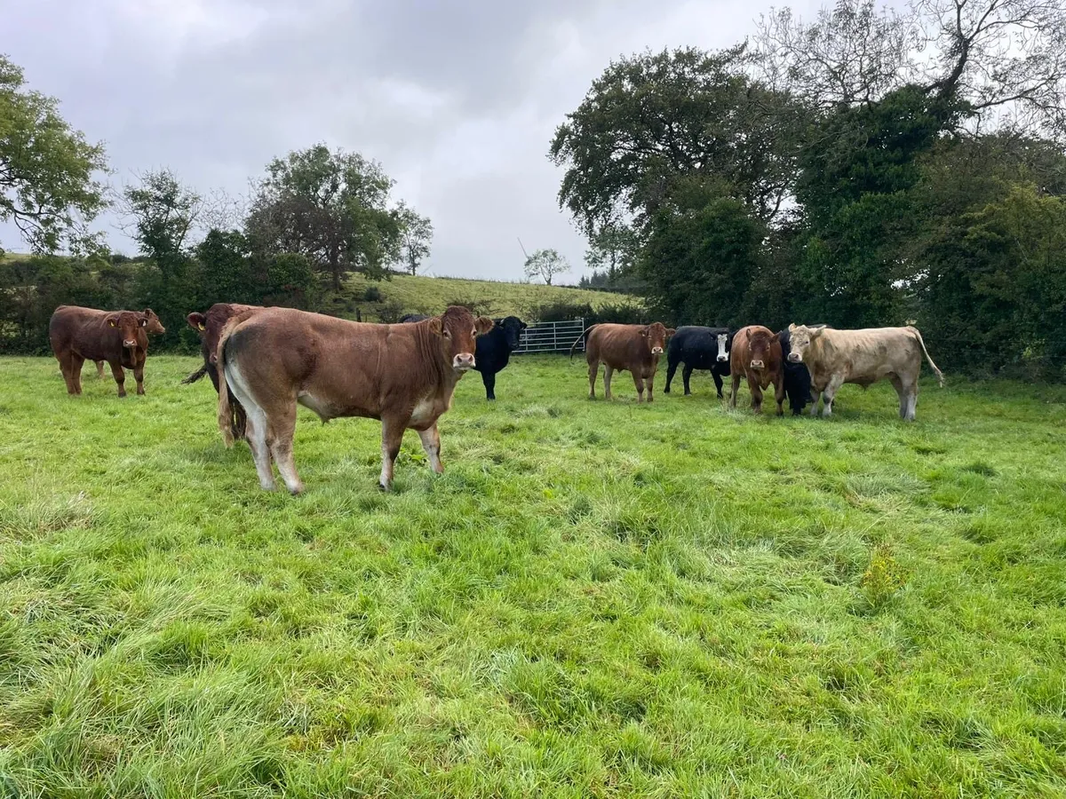 Organic Bullocks - Image 3