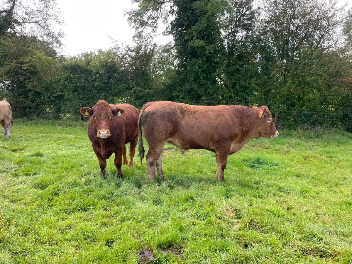 Organic Bullocks - Image 4