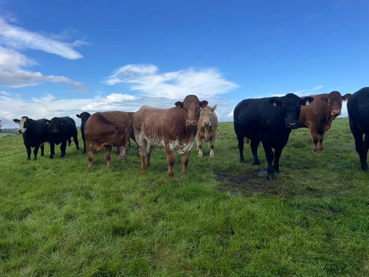 Organic Bullocks - Image 1