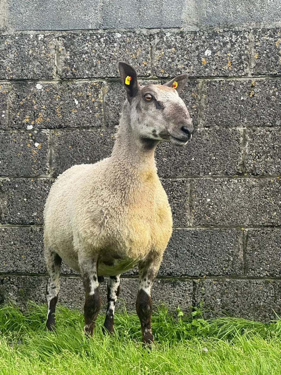 Purebred Blue faced Leicester rams for sale - Image 1