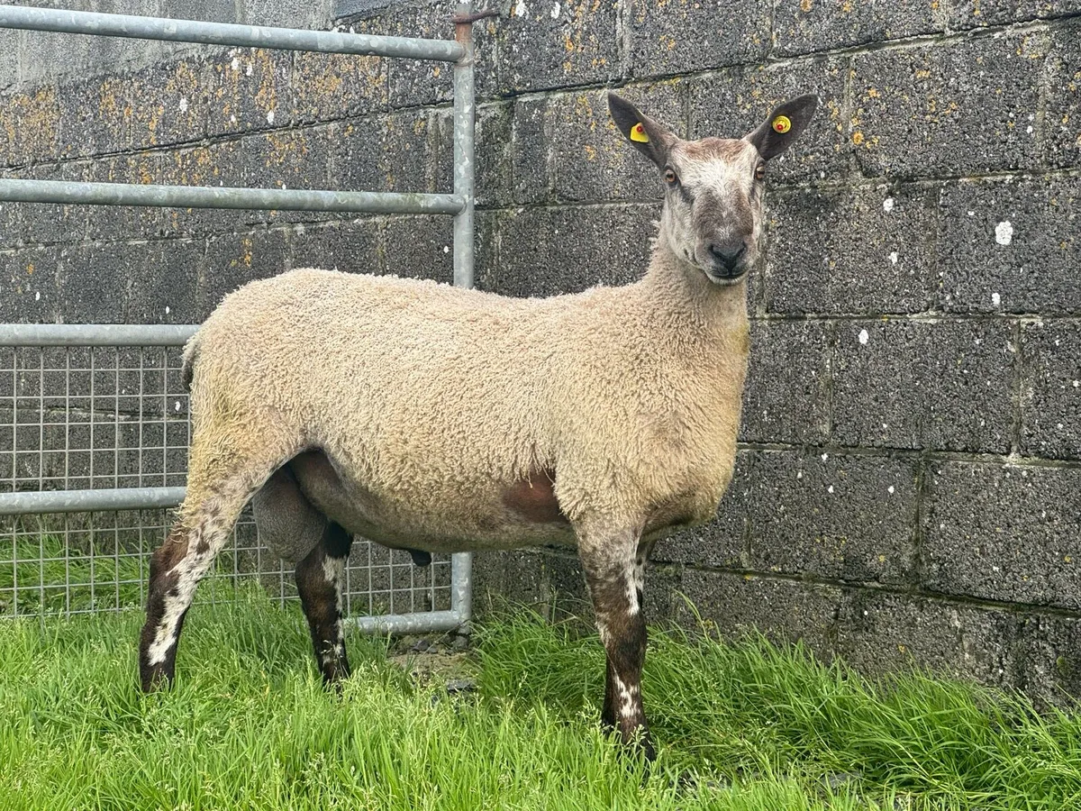 Purebred Blue faced Leicester rams for sale - Image 2