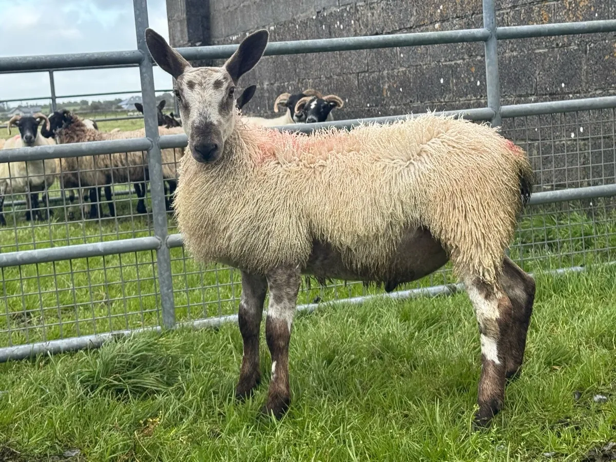 Purebred Blue faced Leicester rams for sale - Image 4
