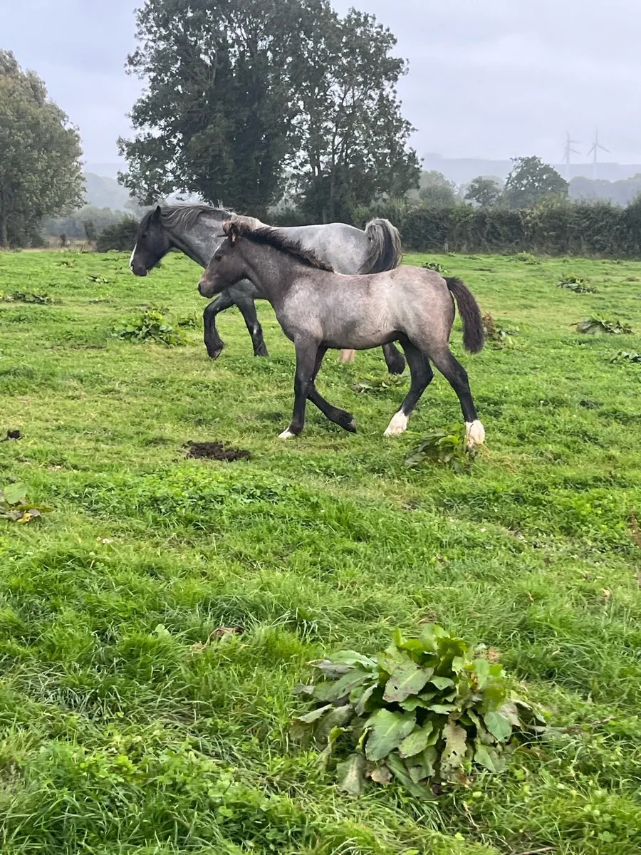 5yo cob mare and foal - Image 1