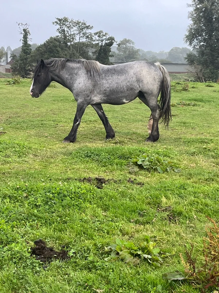 5yo cob mare and foal - Image 3