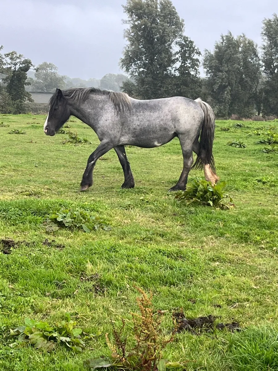 5yo cob mare and foal - Image 4