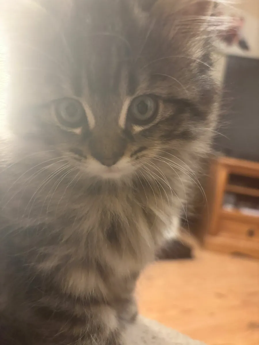 Male kitten, Norwegian Forest Cat - Image 1