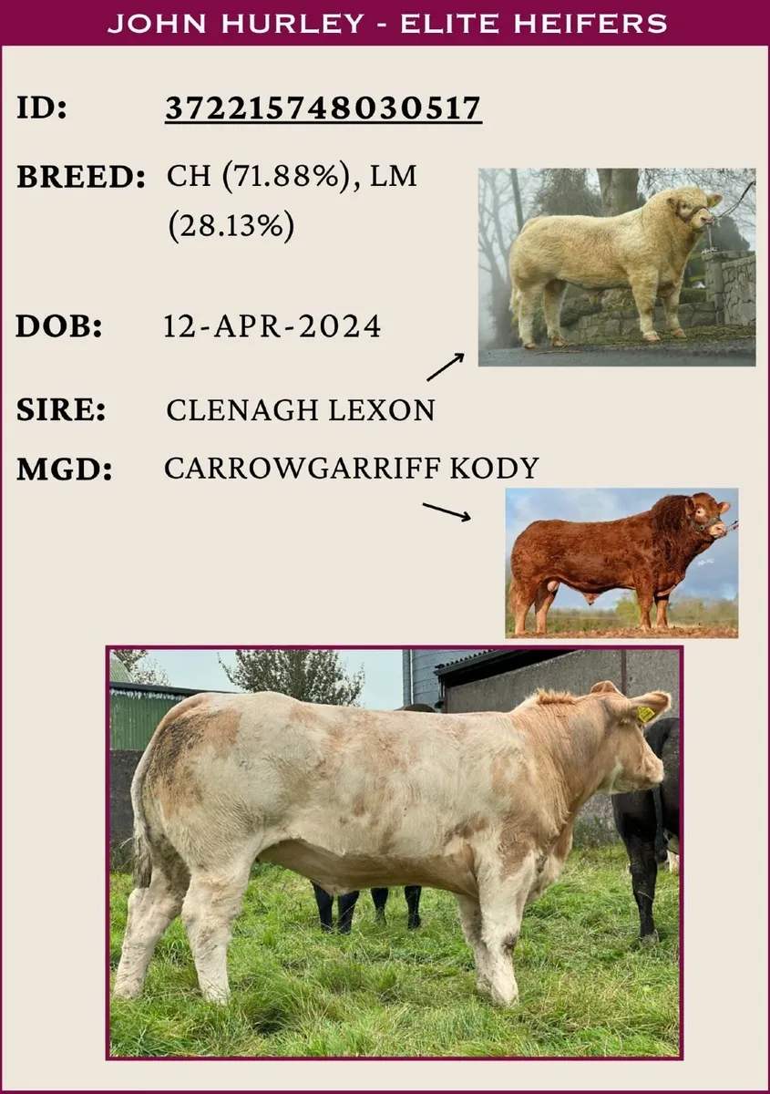 Heifers Sale - Friday 19th September - Image 2