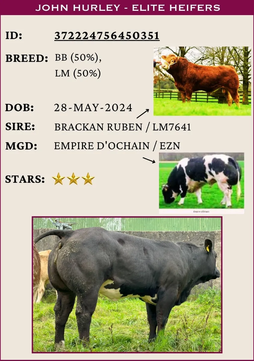 Heifers Sale - Friday 19th September - Image 3