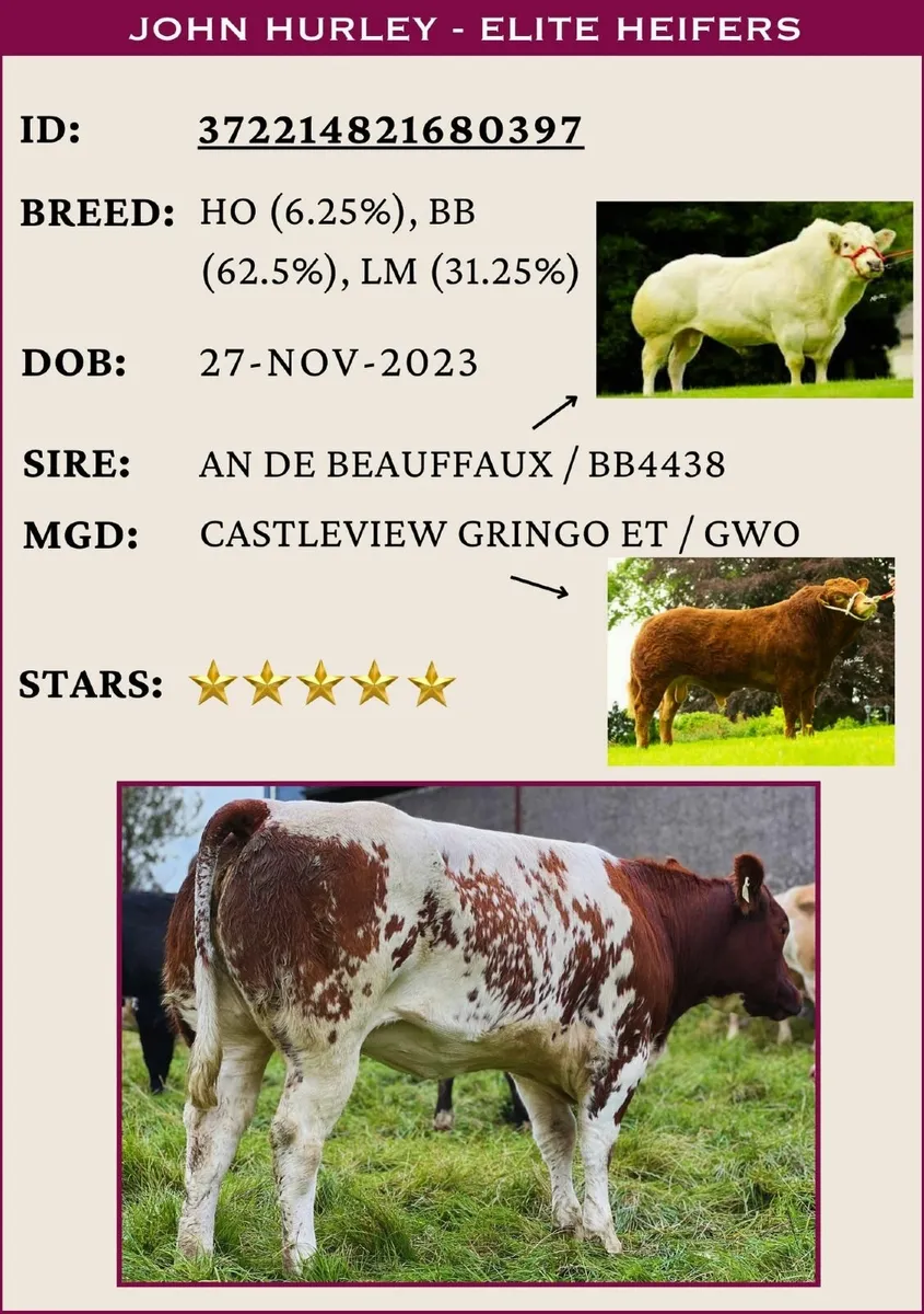 Heifers Sale - Friday 19th September - Image 4