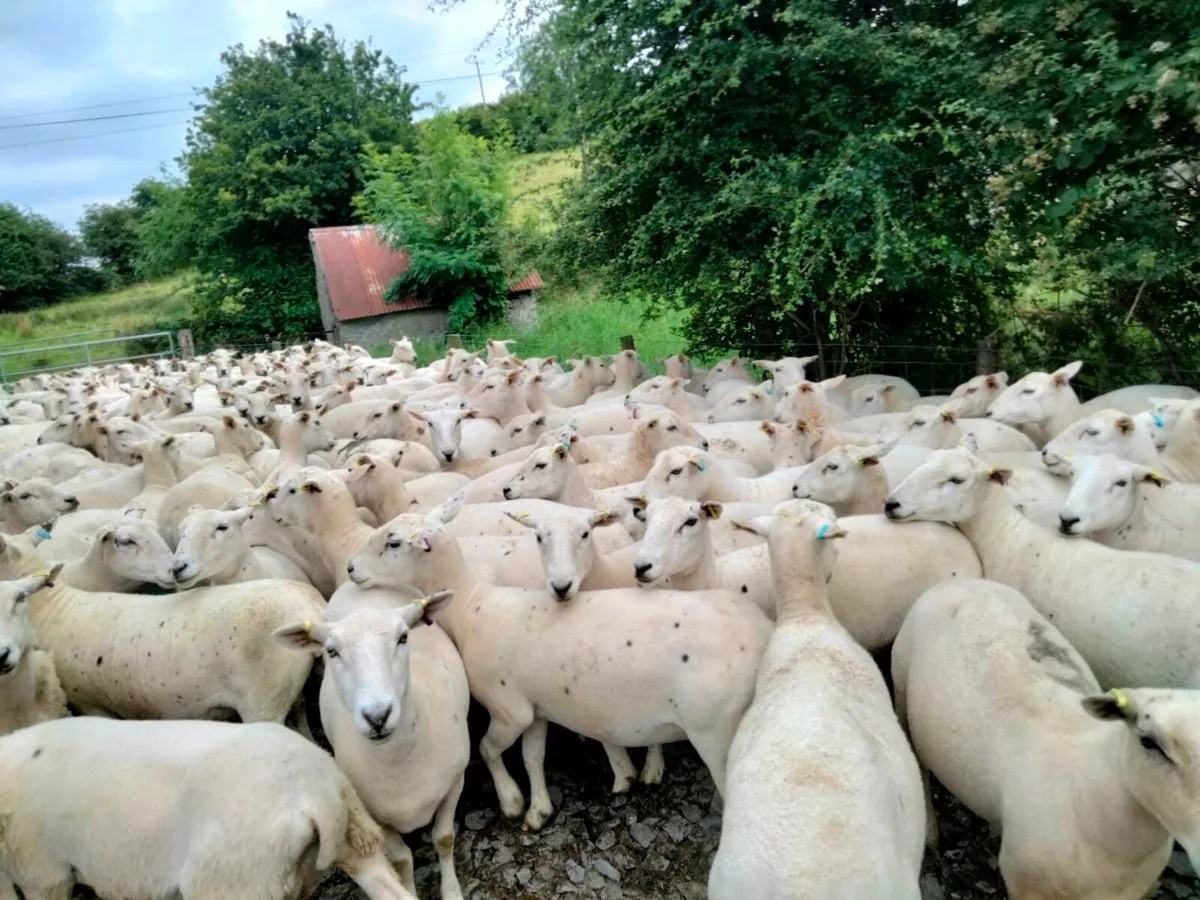 Easycare sheep - Image 1