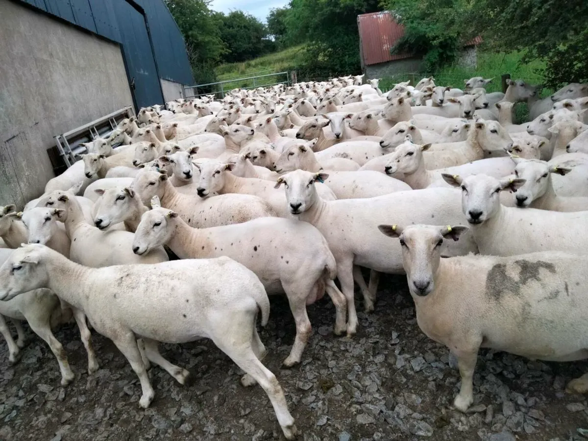 Easycare sheep - Image 3