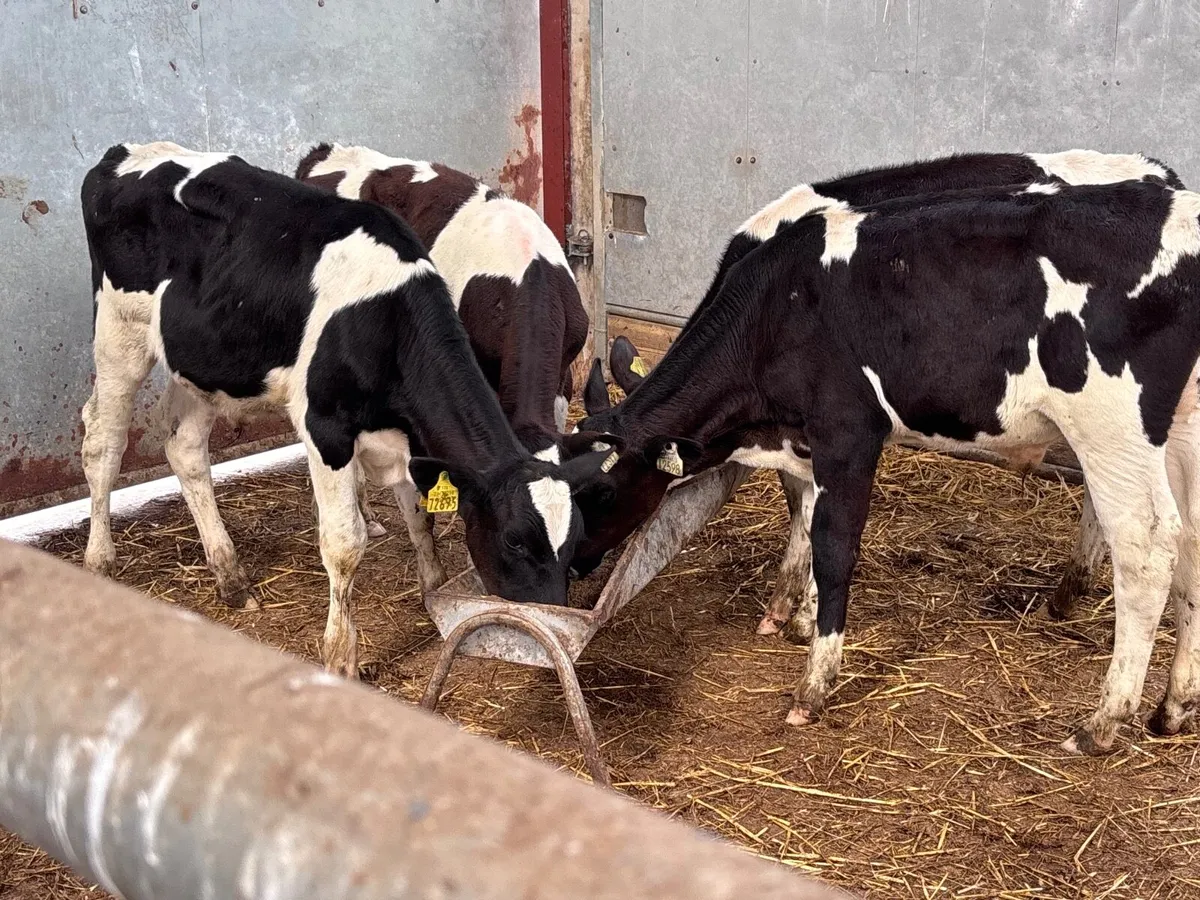 4 shorthorn runners for sale - Image 1