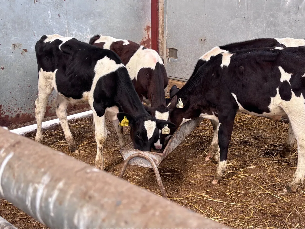4 shorthorn runners for sale - Image 2