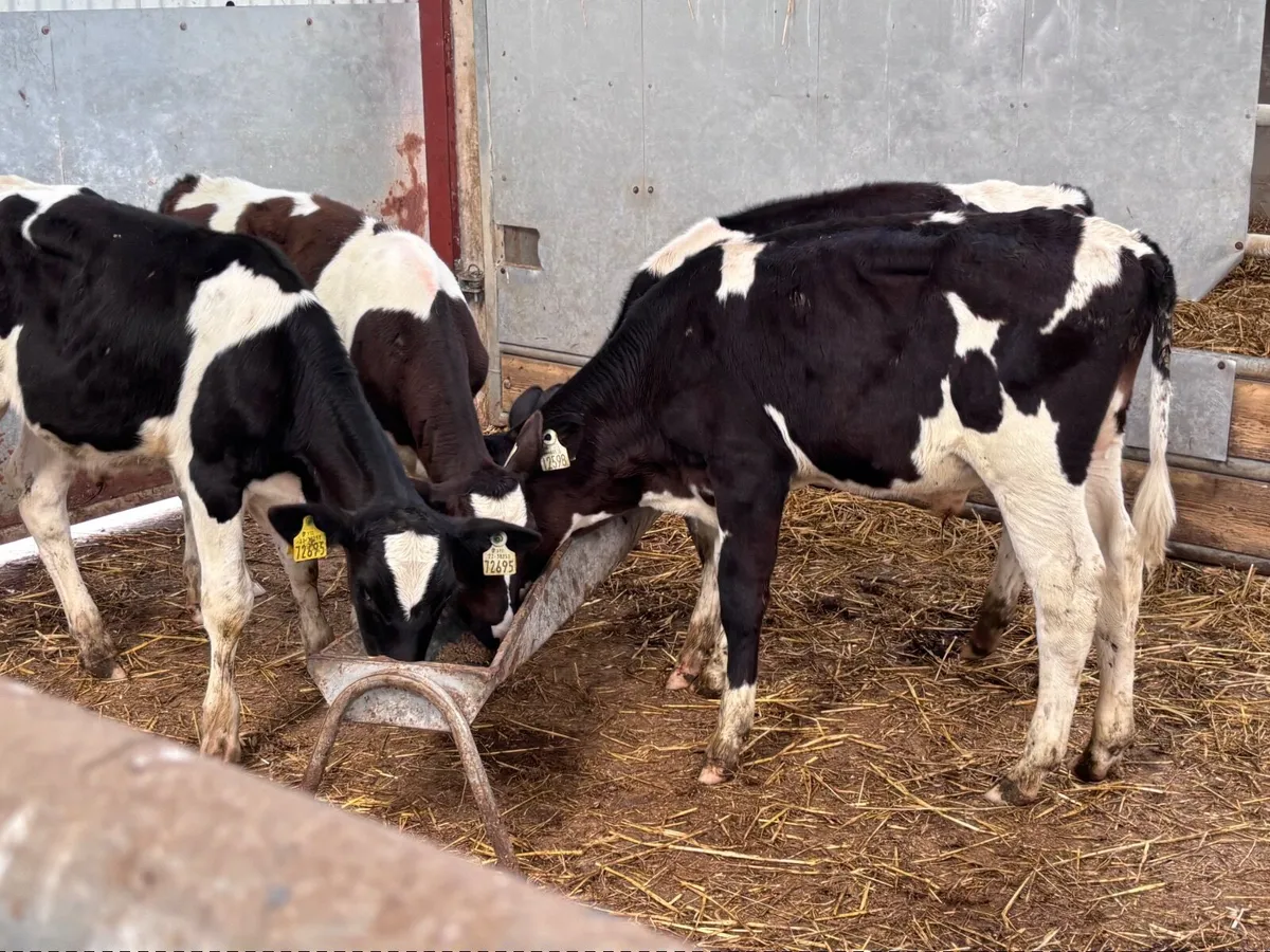 4 shorthorn runners for sale - Image 3