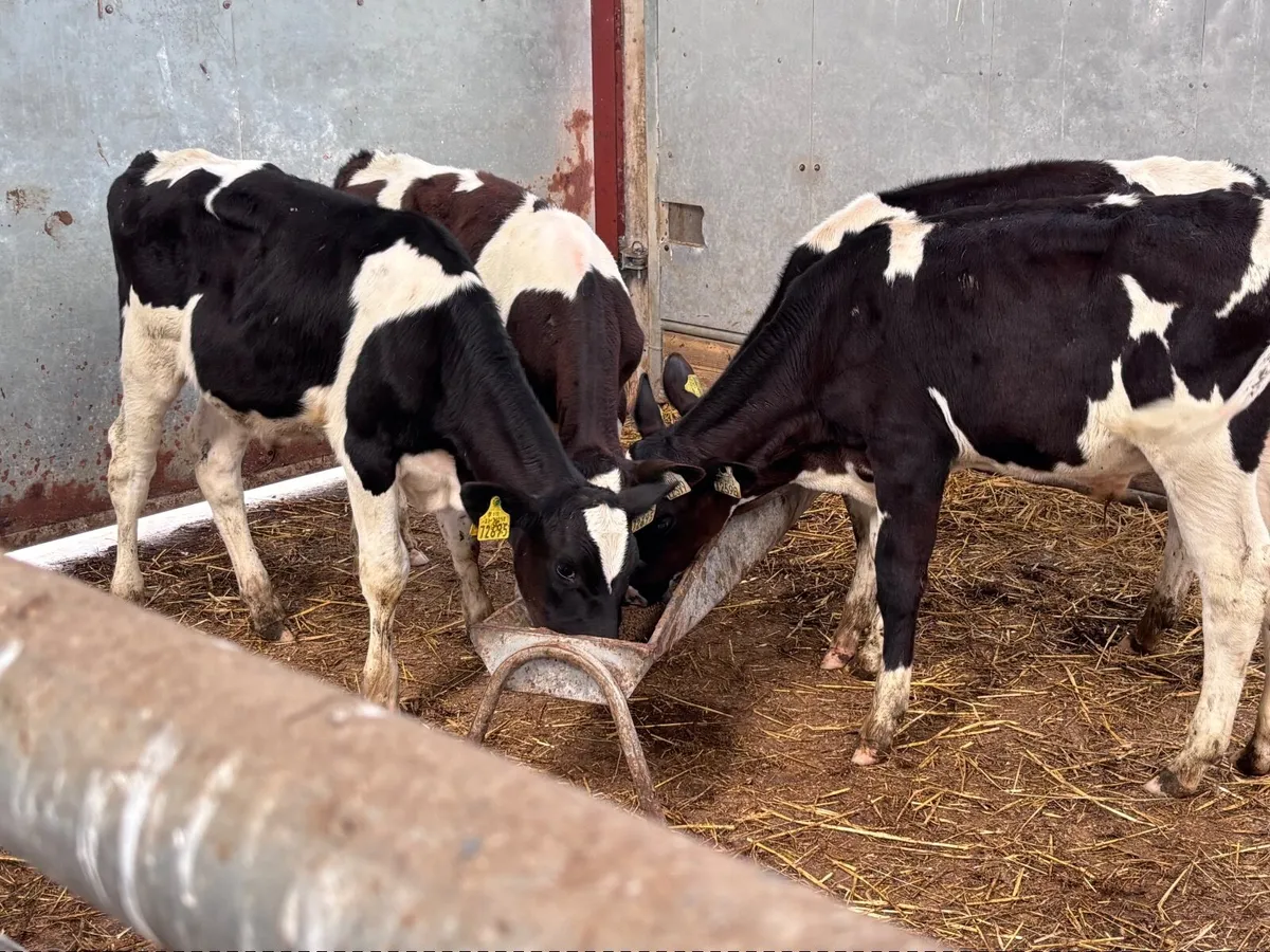 4 shorthorn runners for sale - Image 4